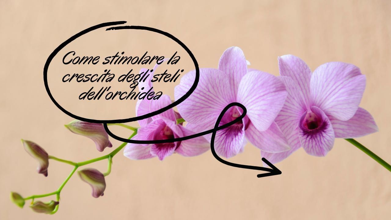 rimedio steli secchi orchidee