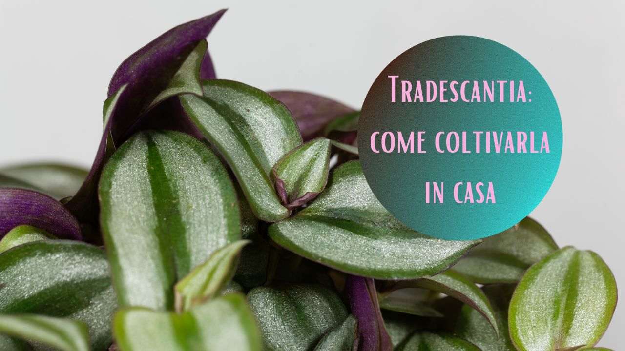 crescere Tradescantia casa