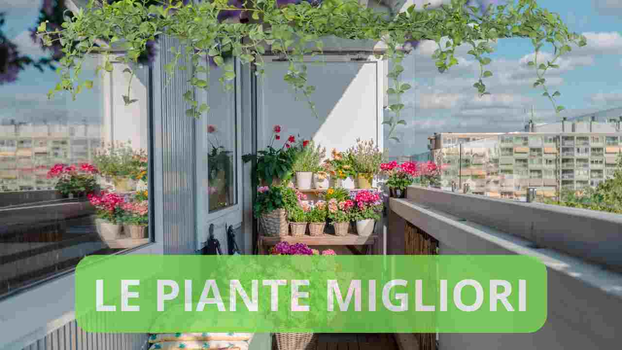 migliori piante da balcone quali sono