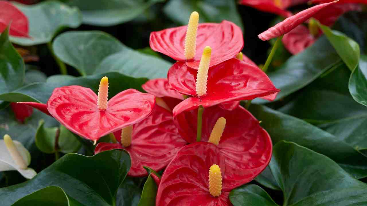 Anthurium come si cura fiore fioritura rosso