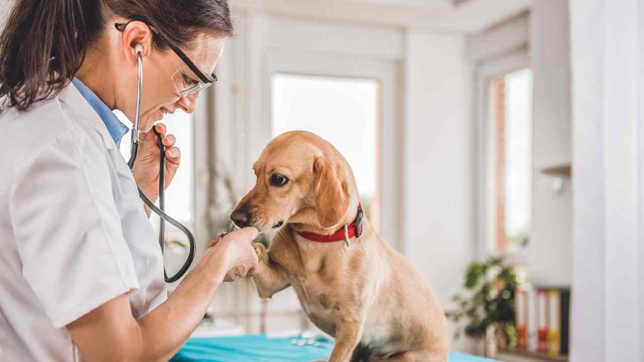 veterinario gratis assistenza gratuita roma