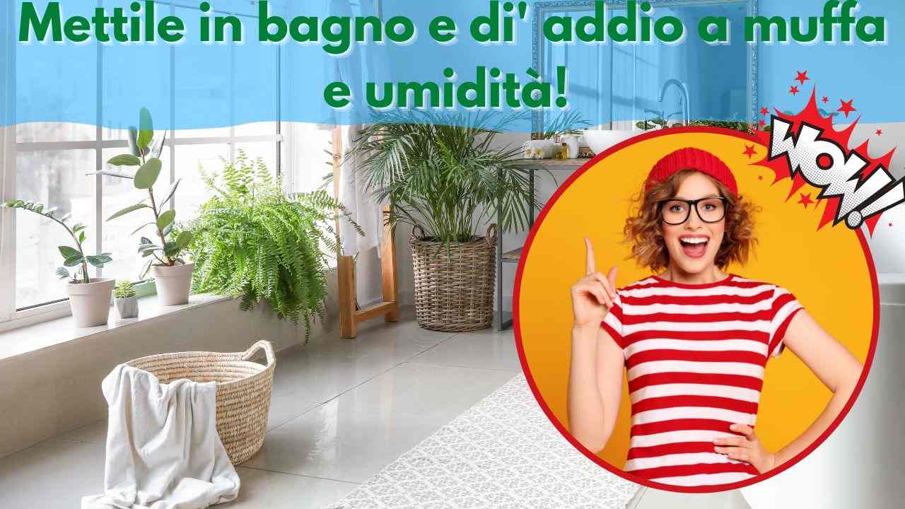 Piante da bagno: quali assorbono l'umidità?