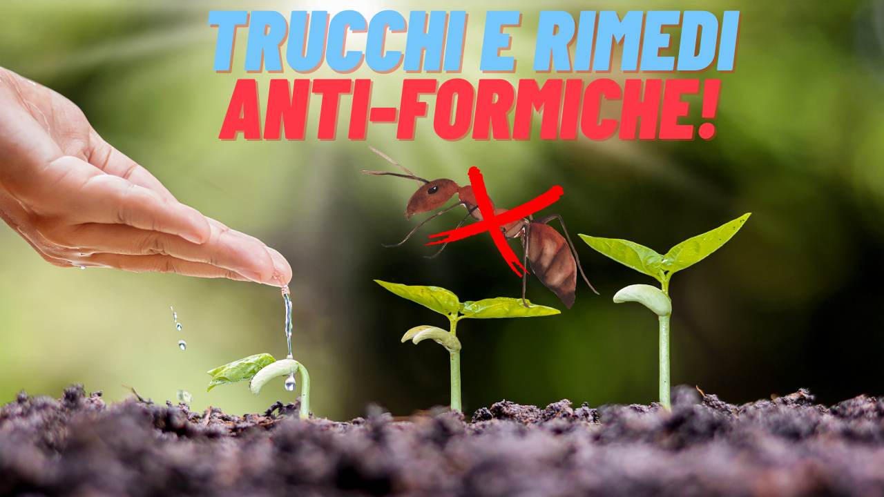 formiche infestazione