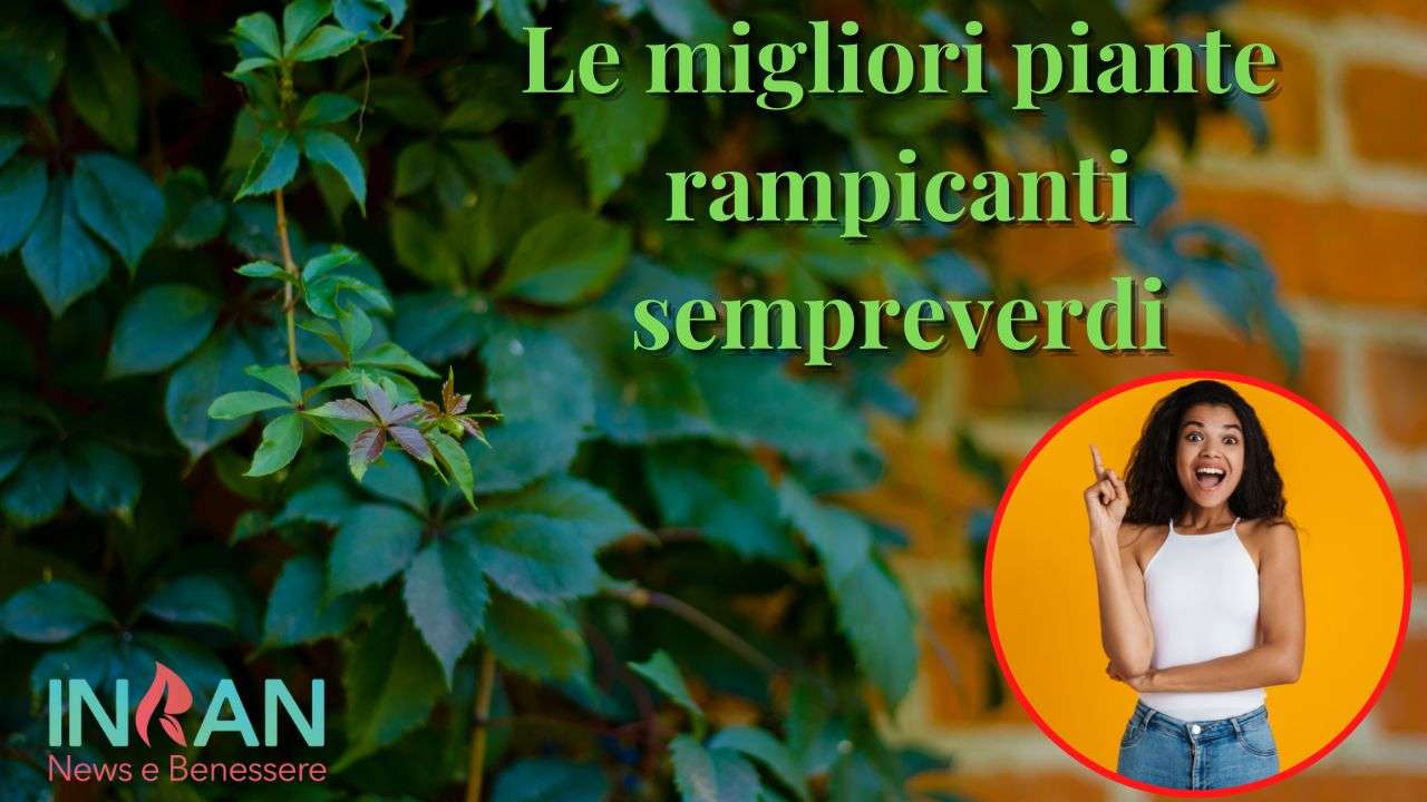 piante rampicanti sempreverdi