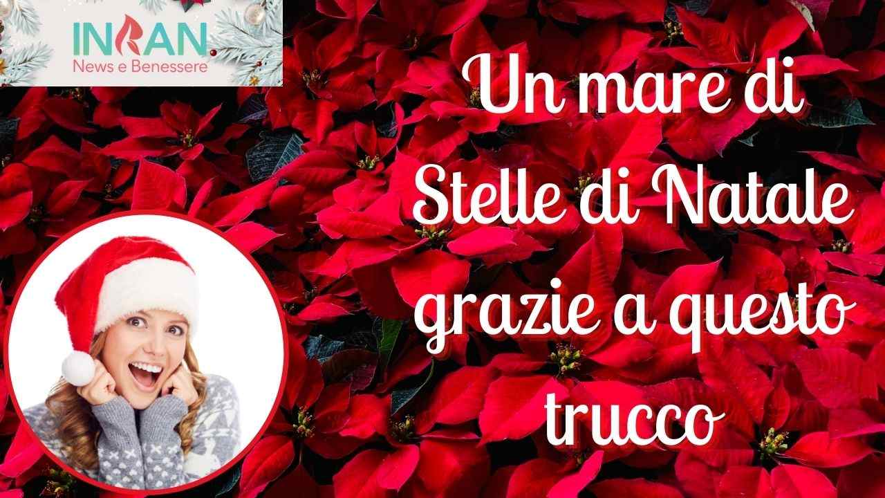 moltiplicare stella di natale