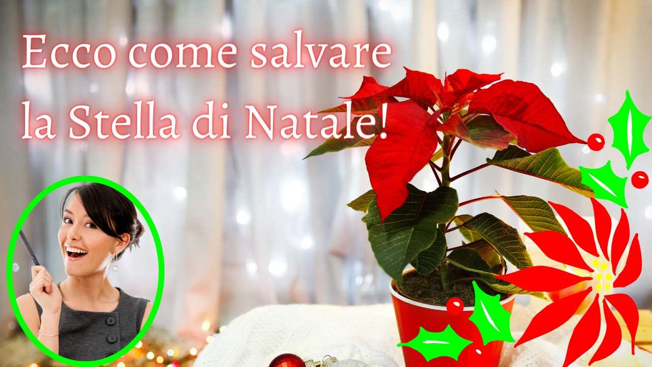 Stella di natale