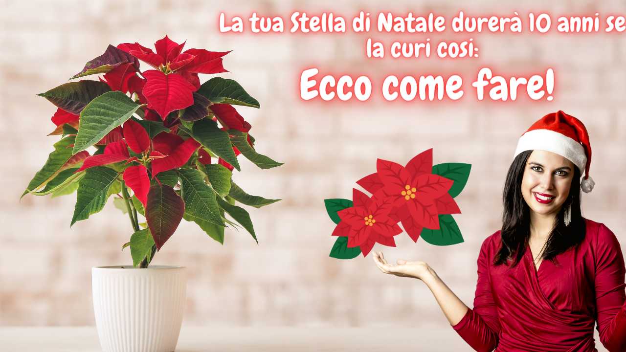 stella di natale annaffiare quando