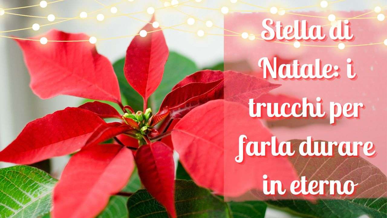 stella di natale trucchi