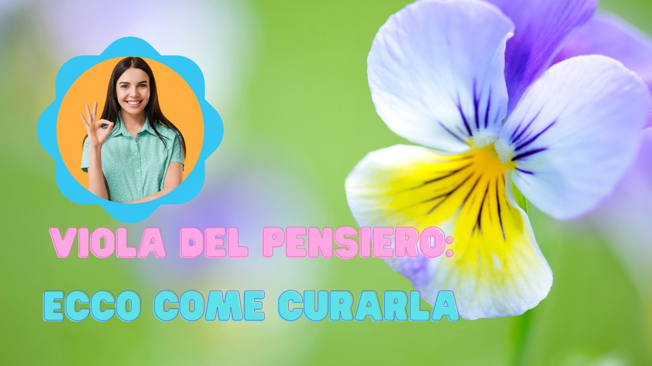 viola del pensiero quando piantare