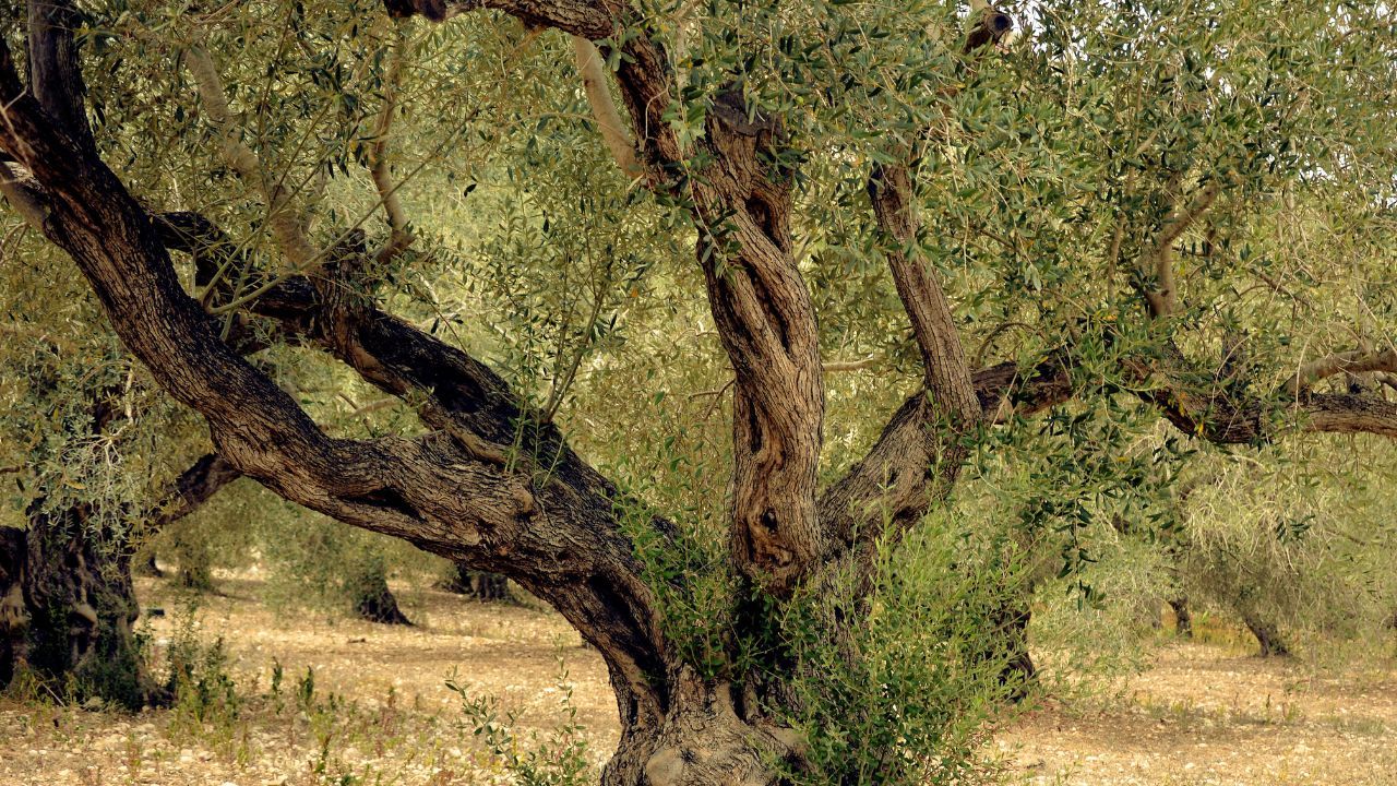 Come coltivare un ulivo in casa