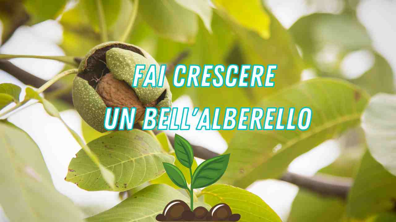 albero di noce come farlo crescere piantarlo