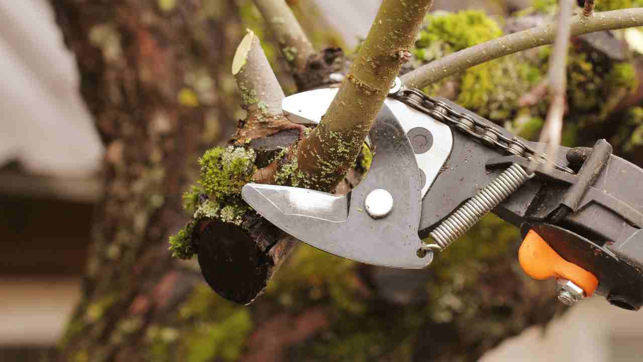 piante in giardino particolari sempreverdi problemi