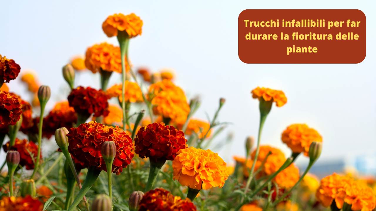 trucchi per far durare la fioritura piante