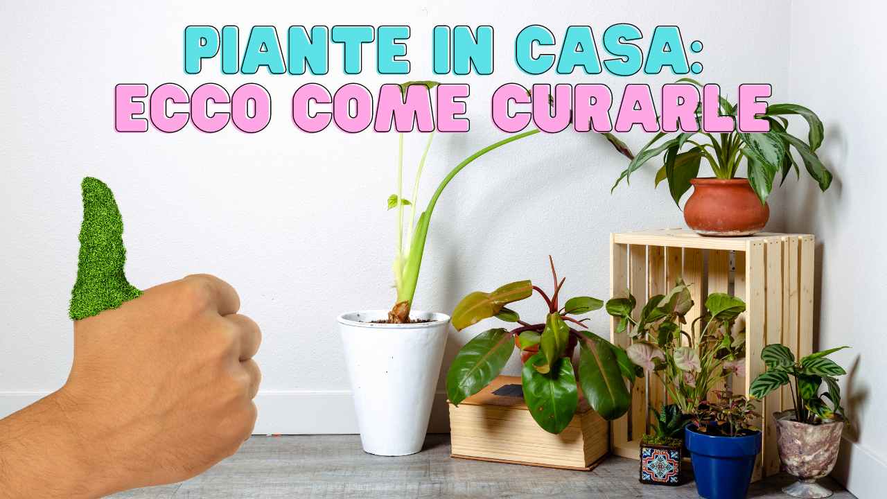 Piante in casa consigli