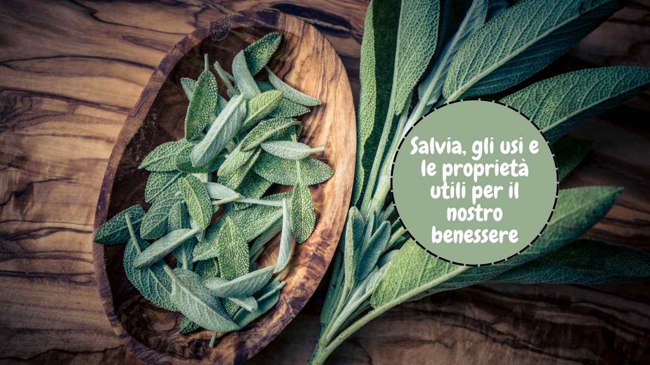 utilizzi salvia casa