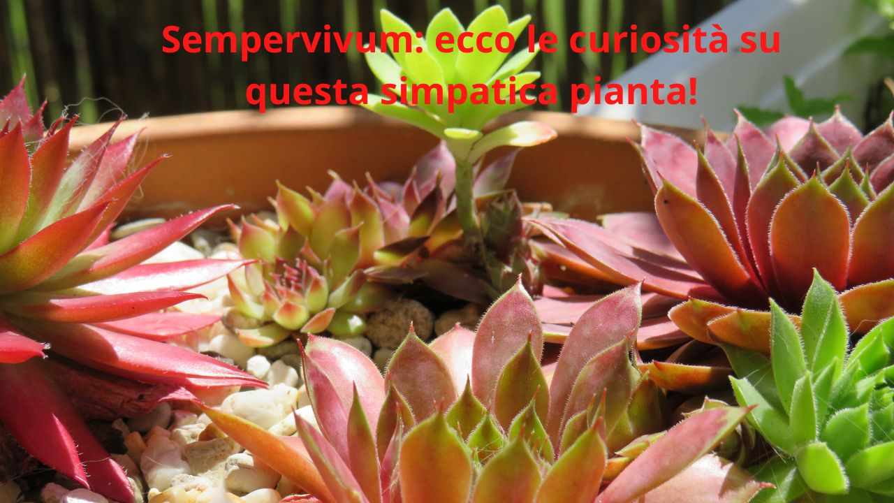 pianta succulente e non grassa