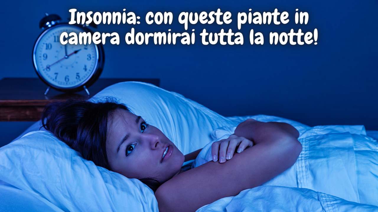 insonnia piante curative