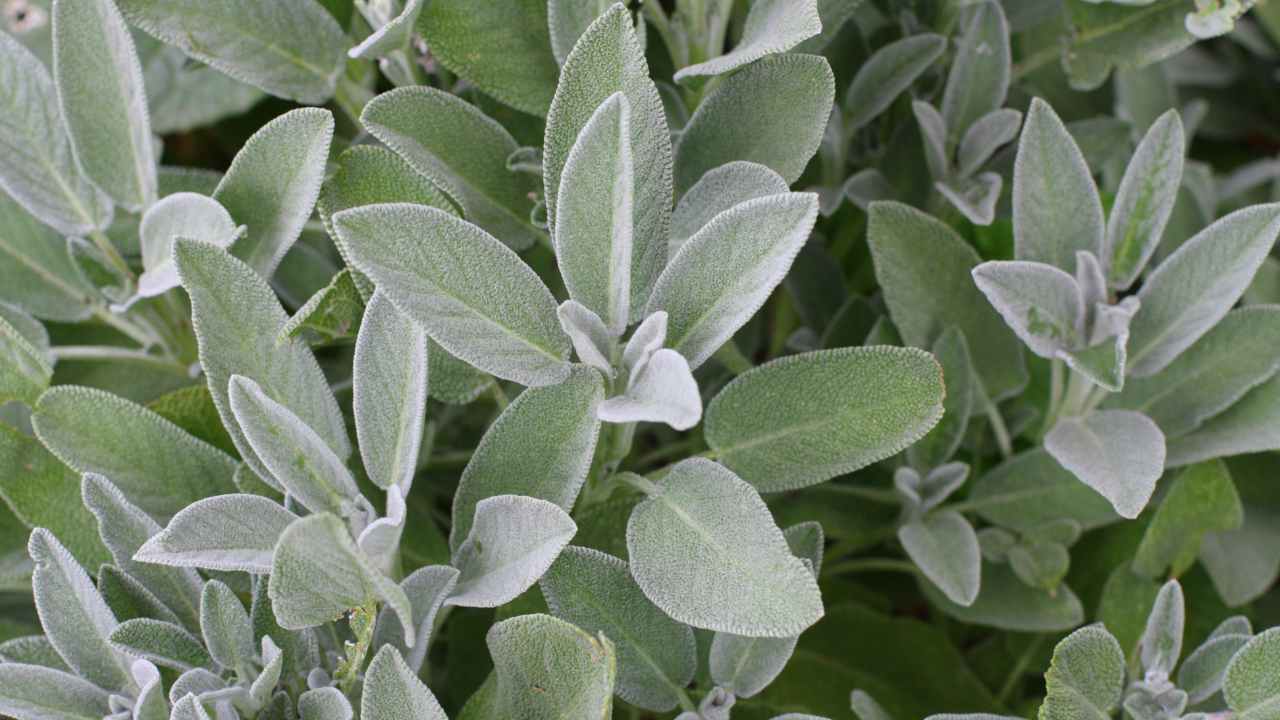 salvia proprietà