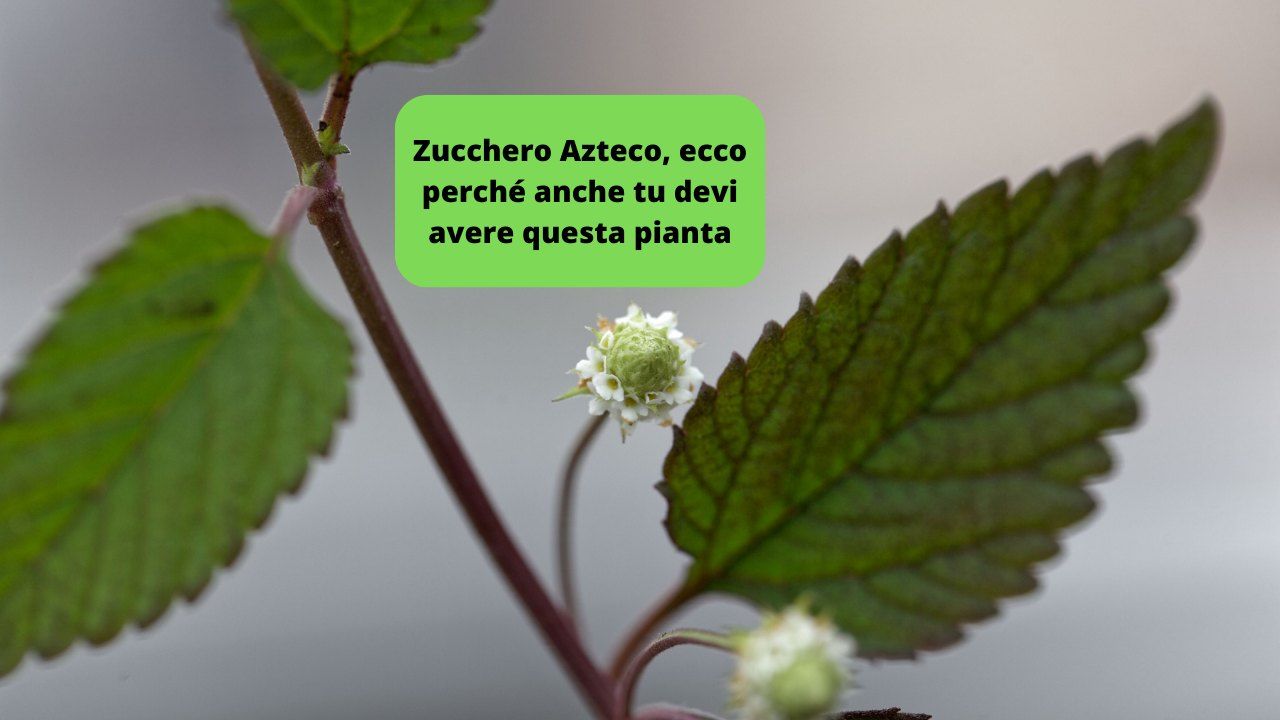 Zucchero Azteco devi averla