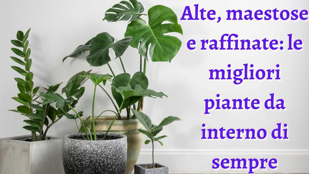 piante da interno migliori