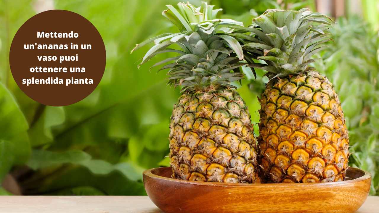 Ananas mettila vaso pianta