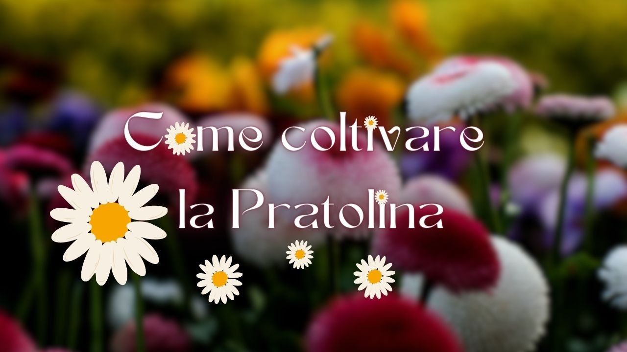 pianta primavera