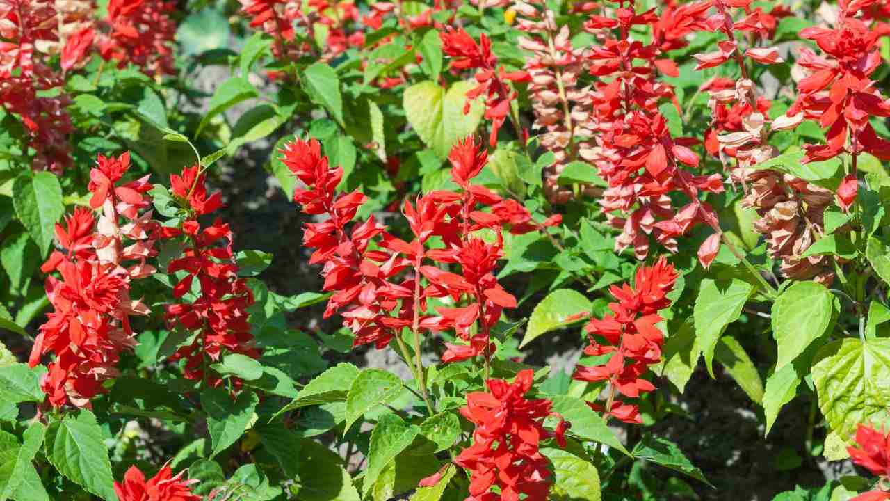 coltivare salvia splendente