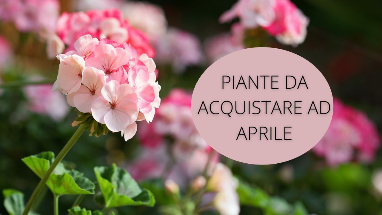 piante acquistare aprile