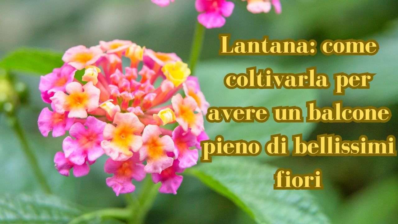 lantana coltivazione e cura