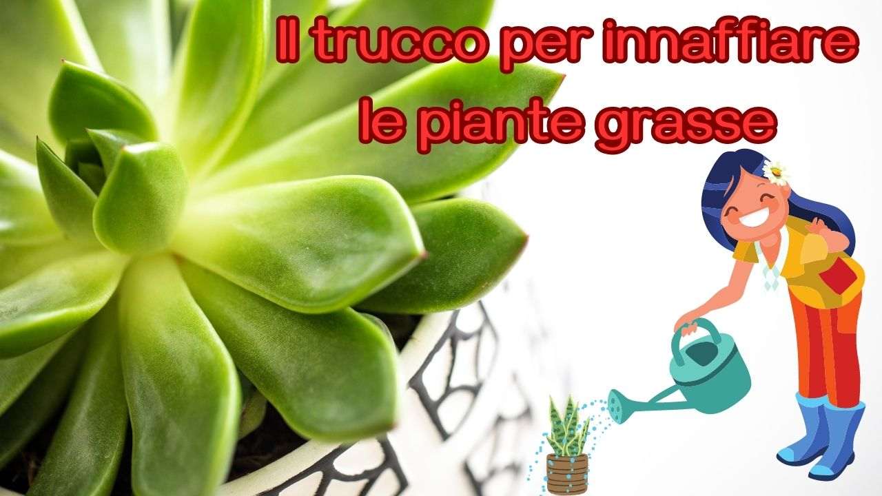 come innaffiare piante grasse