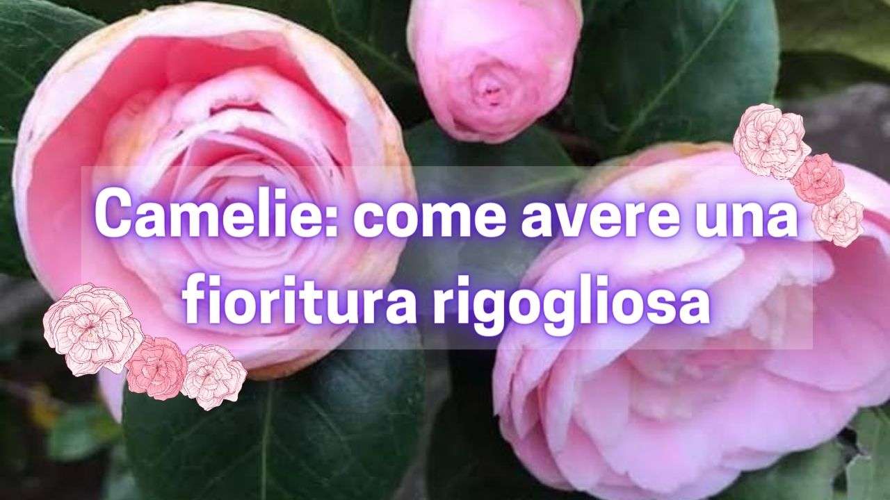 fiorire camelie