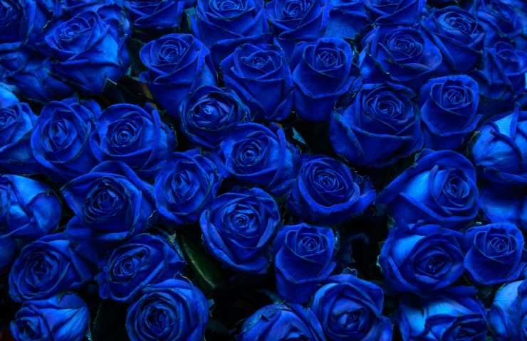 I segreti dei giardinieri per coltivare delle bellissime rose blu