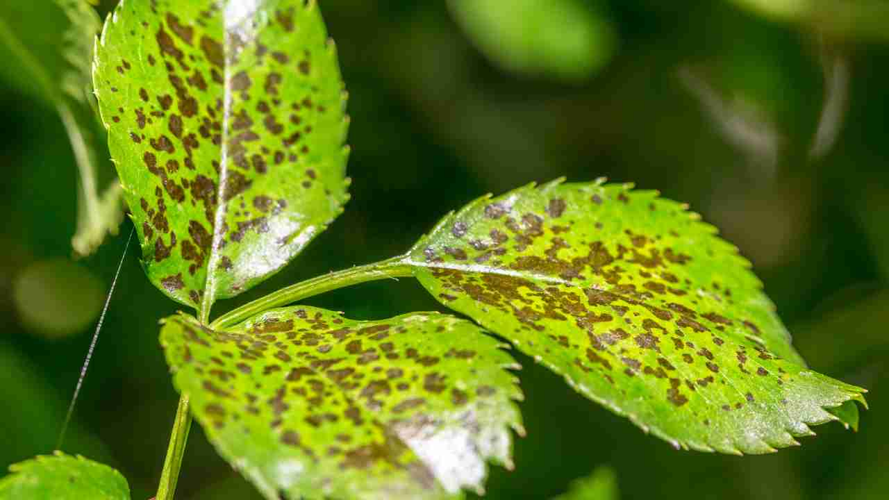 Perché compaiono dei segni sulle piante