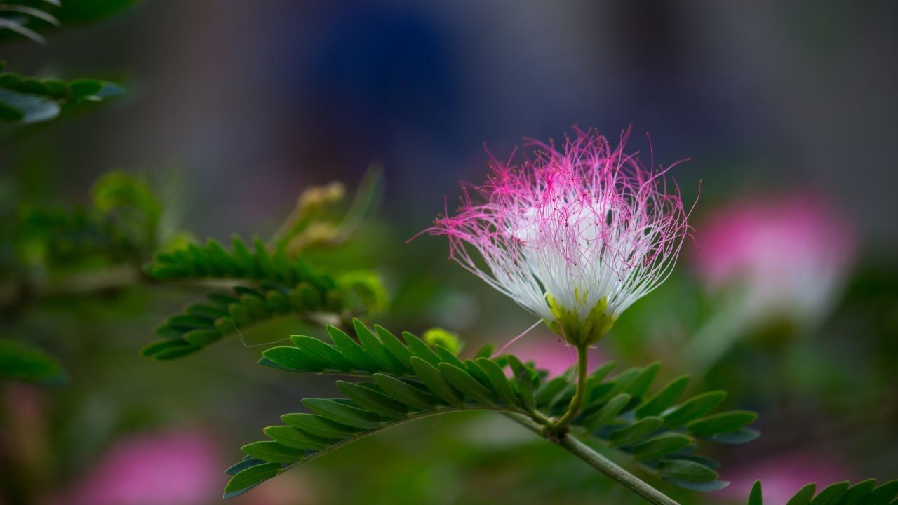 albizia proprietà