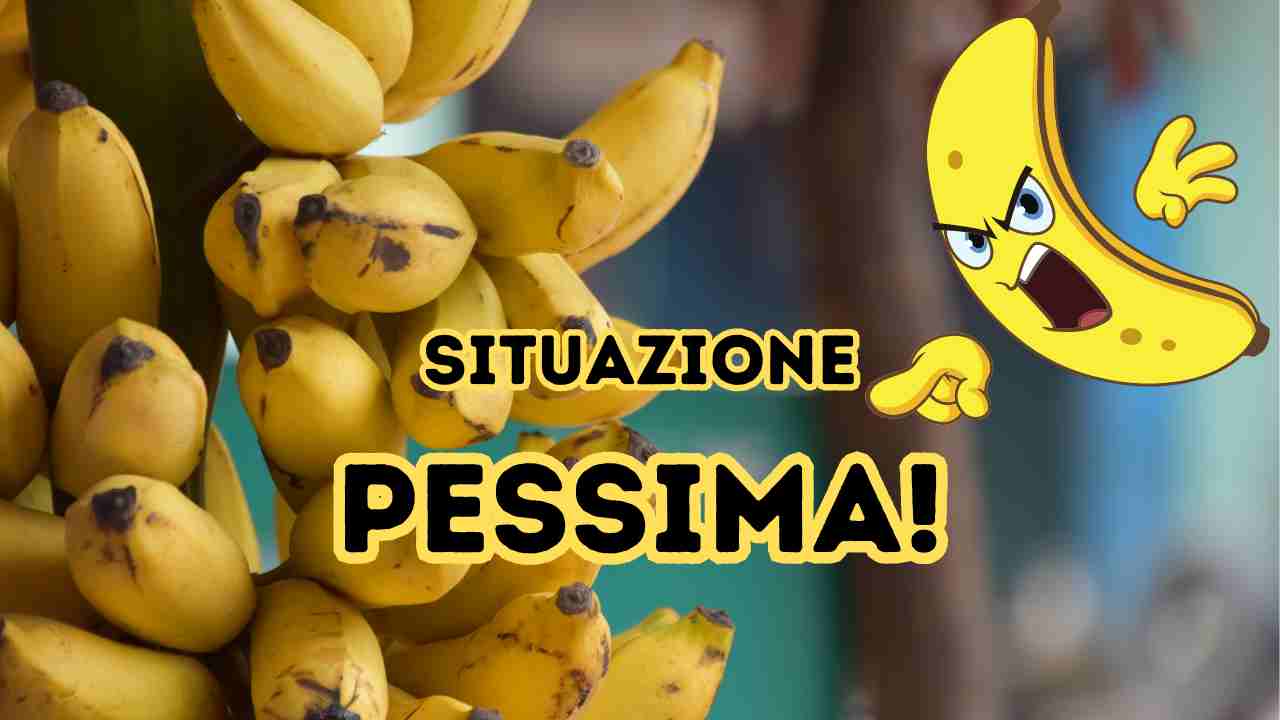 Banane e pesticidi, il test svela che compriamo dei frutti avvelenati