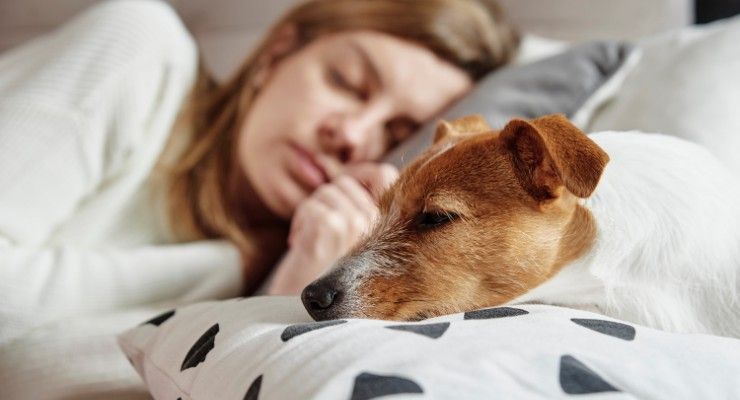 Benefici dormire insieme cane