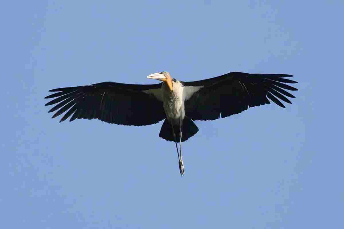 Una cicogna in volo