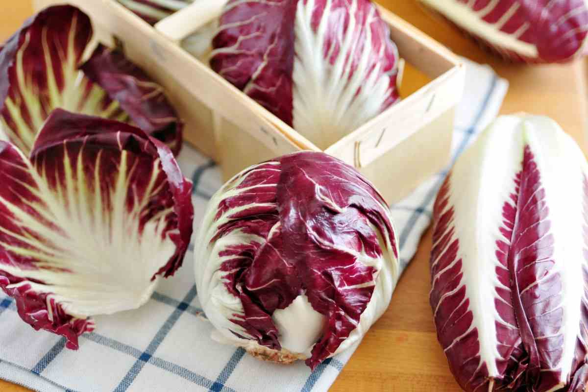 radicchio consumo gravidanza