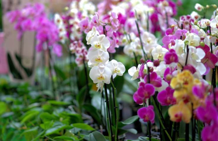 Fiori di orchidea 
