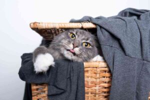 gatto nel cesto del bucato