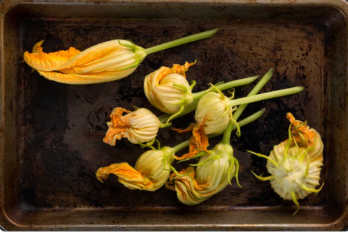 Fiori di zucca come prepararli