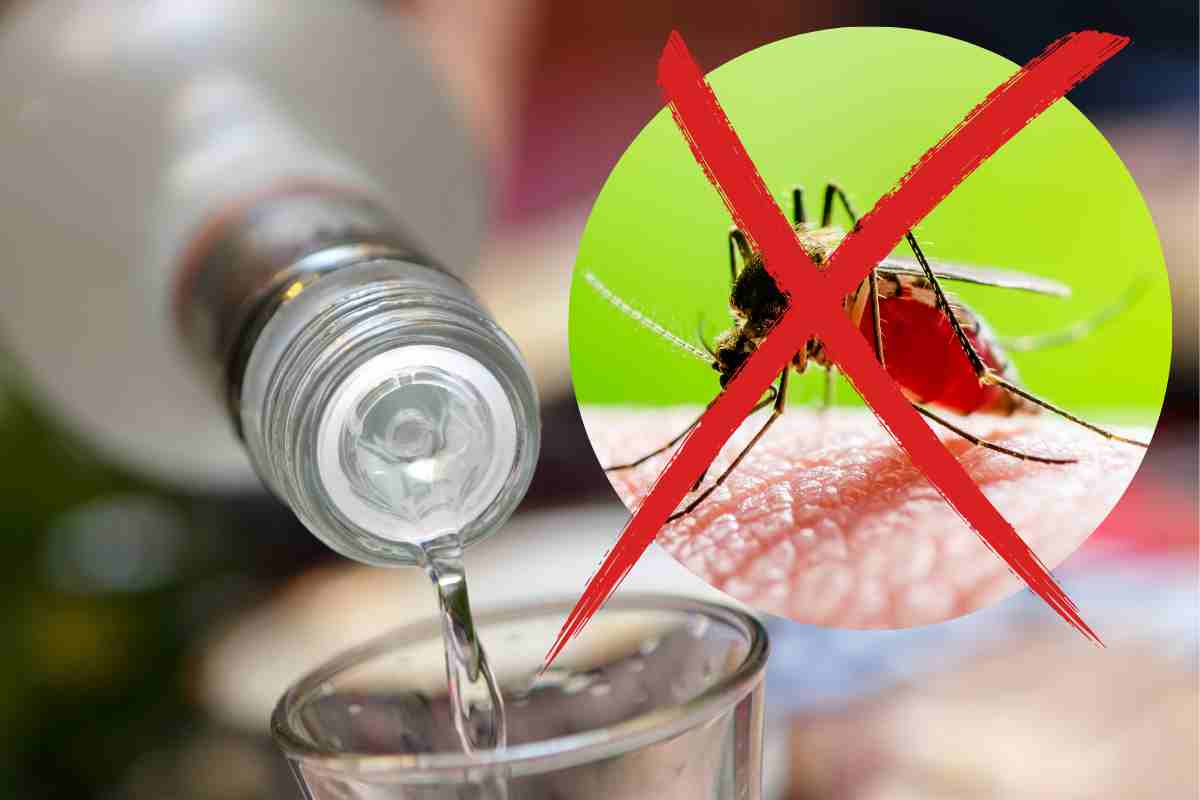 vodka repellente zanzare