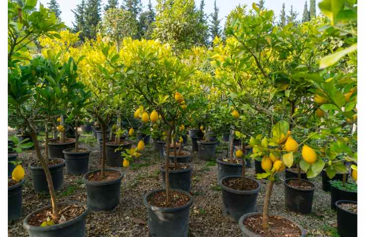 Concime per i limoni, il risultato è perfetto