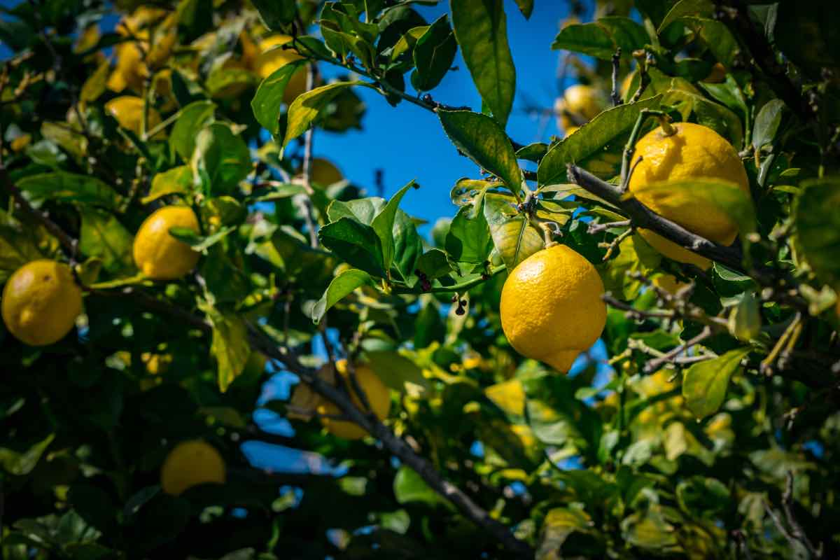 Albero di limoni in giardino