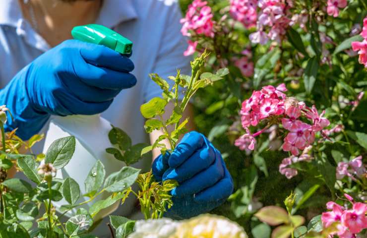 Prendersi cura delle rose