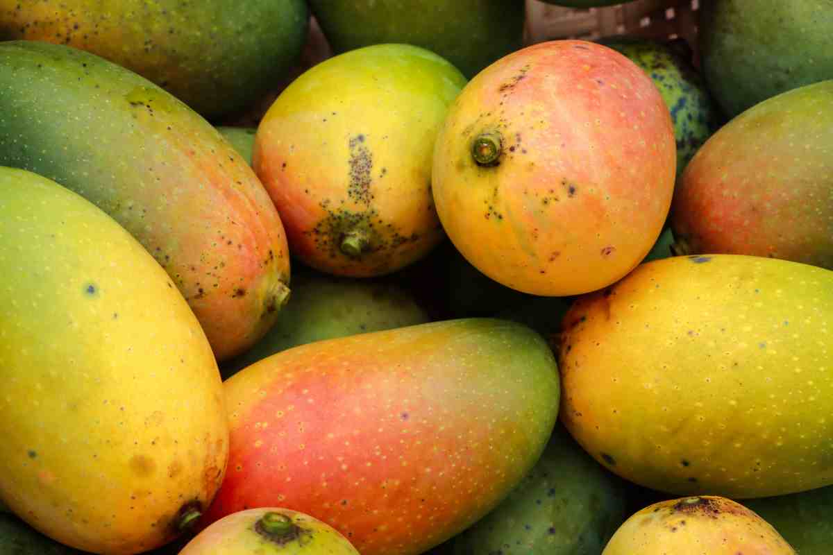 mango