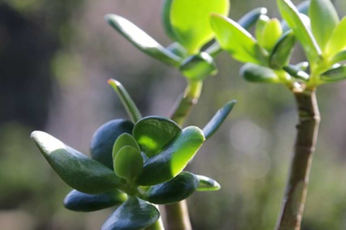 Albero di Giada