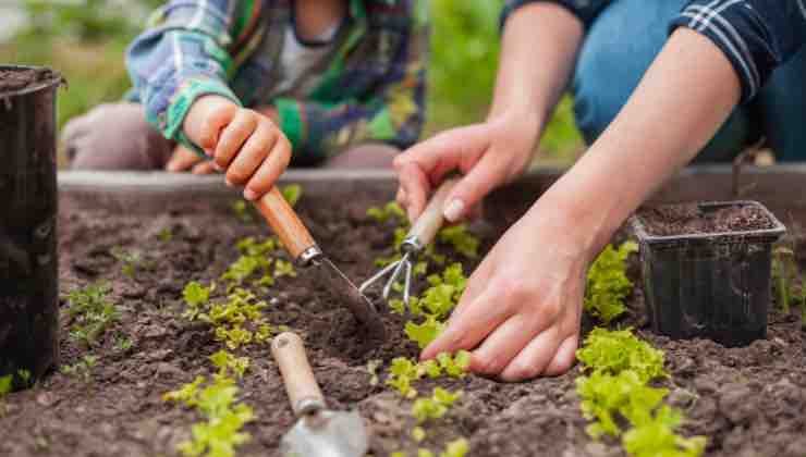 Ottieni ortaggi e piante aromatiche rigogliose