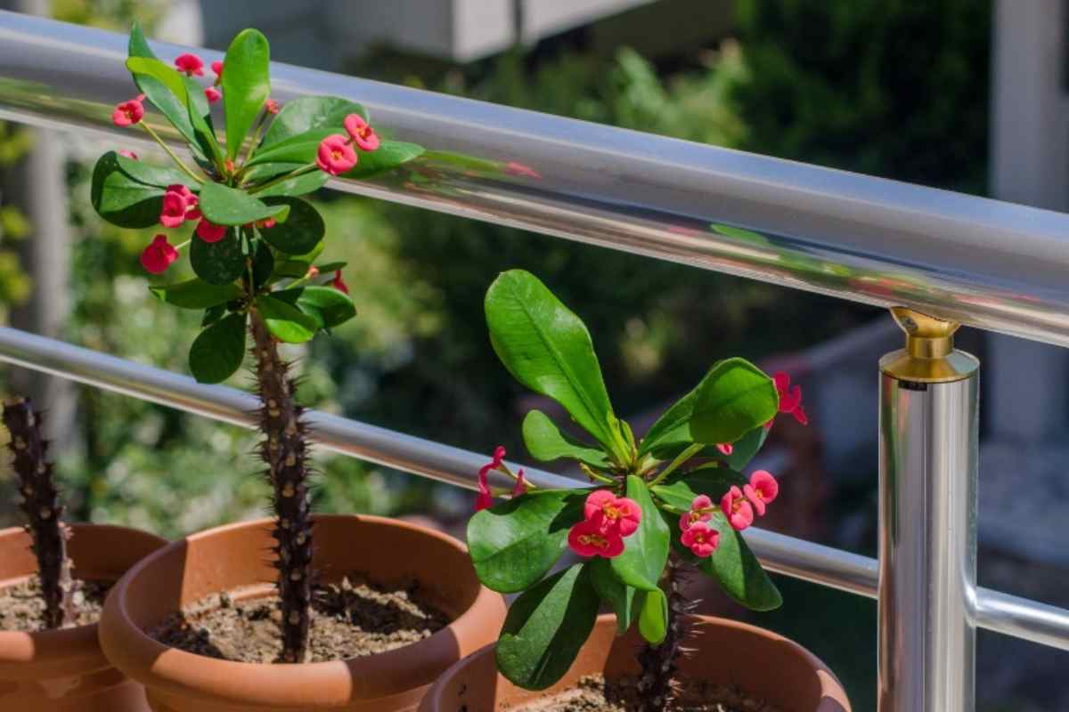 Pianta euforbia sul balcone