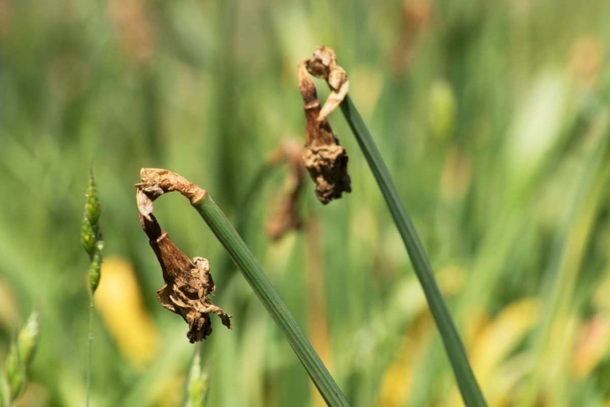 Piante bruciate dal sole